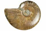 Red Flash Ammonite Fossil - Madagascar #187328-1